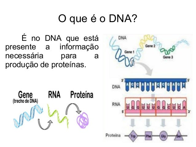 Como e feito o exame de dna