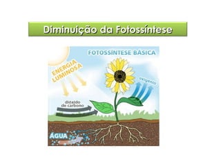 Diminuição da Fotossíntese

 