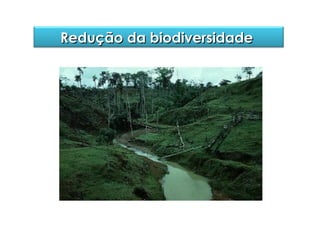 Redução da biodiversidade

 