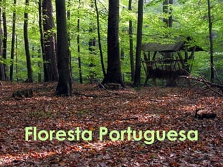 Floresta Portuguesa

 