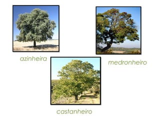 azinheira

medronheiro

castanheiro

 