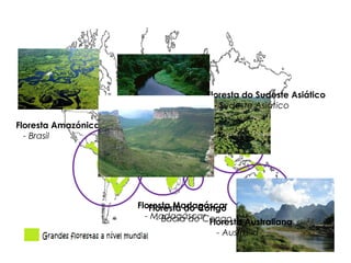 Floresta do Sudeste Asiático
- Sudeste Asiático
Floresta Amazónica
- Brasil

Floresta Madagáscar
Floresta do Congo
- Madagáscar
- Bacia do Congo Australiana
Floresta
- Austrália

 