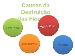 Agricultura

Pecuária

Transportes

Turismo

 