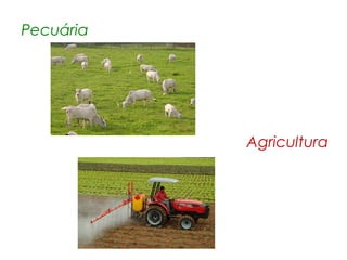 Pecuária

Agricultura

 