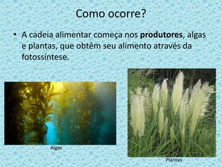 Como ocorre?
• A cadeia alimentar começa nos produtores, algas
e plantas, que obtêm seu alimento através da
fotossíntese.
Algas
Plantas
 