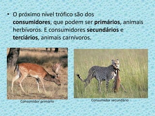 • O próximo nível trófico são dos
consumidores, que podem ser primários, animais
herbívoros. E consumidores secundários e
terciários, animais carnívoros.
Consumidor primário Consumidor secundário
 