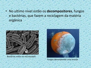 • No ultimo nível estão os decompositores, fungos
e bactérias, que fazem a reciclagem da matéria
orgânica
Bactérias vistas no microscópio
Fungos decompondo uma laranja
 