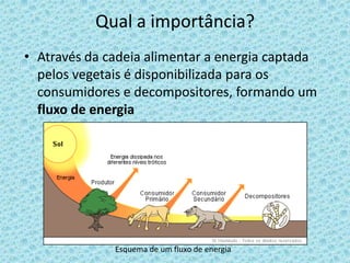 Qual a importância?
• Através da cadeia alimentar a energia captada
pelos vegetais é disponibilizada para os
consumidores e decompositores, formando um
fluxo de energia
Esquema de um fluxo de energia
 