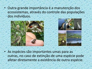 • Outra grande importância é a manutenção dos
ecossistemas, através do controle das populações
dos indivíduos.
• As espécies são importantes umas para as
outras, no caso de extinção de uma espécie pode
afetar diretamente a existência de outra espécie.
 