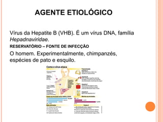 AGENTE ETIOLÓGICO 
Vírus da Hepatite B (VHB). É um vírus DNA, família
Hepadnaviridae.
RESERVATÓRIO – FONTE DE INFECÇÃO

O homem. Experimentalmente, chimpanzés,
espécies de pato e esquilo.

 