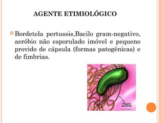 AGENTE ETIMIOLÓGICO
 Bordetela

pertussis,Bacilo gram-negativo,
aeróbio não esporulado imóvel e pequeno
provido de cápsula (formas patogênicas) e
de fimbrias.

 