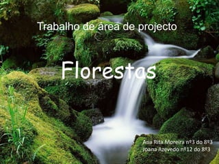 Trabalho de área de projecto Florestas Ana Rita Moreira nº3 do 8º3 Joana Azevedo nº12 do 8º3 