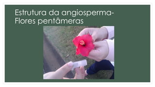 Estrutura da angiosperma-
Flores pentâmeras
 