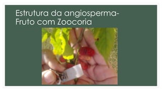 Estrutura da angiosperma-
Fruto com Zoocoria
 