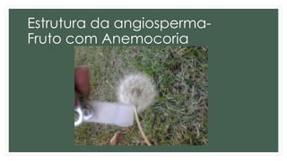 Estrutura da angiosperma-
Fruto com Anemocoria
 