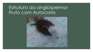 Estrutura da angiosperma-
Fruto com Autocoria
 