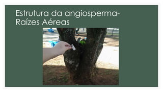 Estrutura da angiosperma-
Raízes Aéreas
 