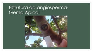 Estrutura da angiosperma-
Gema Apical
 