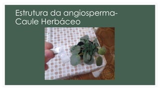 Estrutura da angiosperma-
Caule Herbáceo
 