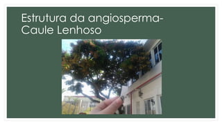 Estrutura da angiosperma-
Caule Lenhoso
 
