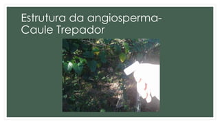 Estrutura da angiosperma-
Caule Trepador
 
