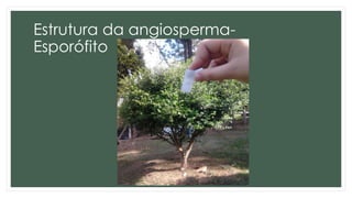 Estrutura da angiosperma-
Esporófito
 