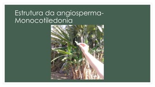 Estrutura da angiosperma-
Monocotiledonia
 