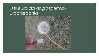 Estrutura da angiosperma-
Dicotiledonia
 