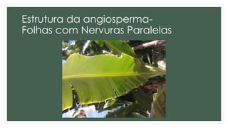 Estrutura da angiosperma-
Folhas com Nervuras Paralelas
 