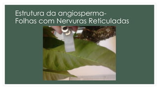 Estrutura da angiosperma-
Folhas com Nervuras Reticuladas
 