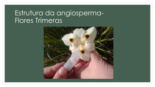 Estrutura da angiosperma-
Flores Trimeras
 