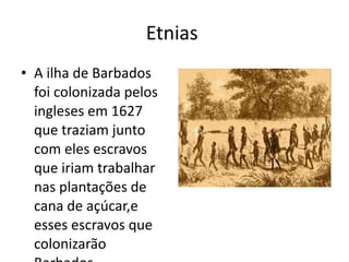 Etnias  A ilha de Barbados foi colonizada pelos ingleses em 1627 que traziam junto com eles escravos que iriam trabalhar nas plantações de cana de açúcar,e esses escravos que colonizarão Barbados. 