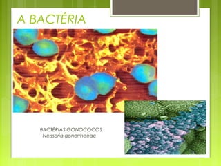 A BACTÉRIA 
BACTÉRIAS GONOCOCOS 
Neisseria gonorrhoeae 
 
