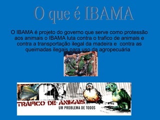 O IBAMA é projeto do governo que serve como protessão
aos animais o IBAMA luta contra o trafico de animais e
contra a transportação ilegal da madeira e contra as
queimadas ilegais para uso da agropecuária
 