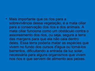 • Mais importante que os rios para a
sobrevivência dessa vegetação, é a mata ciliar
para a conservação dos rios e dos animais. A
mata ciliar funciona como um obstáculo contra o
assoreamento dos rios, ou seja, segura a terra
das margens para que ela não caia dentro
deles. Essa terra poderia matar as espécies que
vivem no fundo dos cursos d'água ou torná-los
barrentos, dificultando a entrada da luz solar,
necessária para alguns organismos que vivem
nos rios e que servem de alimento aos peixes.
 