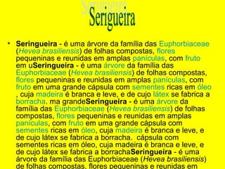 • Seringueira - é uma árvore da família das Euphorbiaceae
(Hevea brasiliensis) de folhas compostas, flores
pequeninas e reunidas em amplas panículas, com fruto
em uSeringueira - é uma árvore da família das
Euphorbiaceae (Hevea brasiliensis) de folhas compostas,
flores pequeninas e reunidas em amplas panículas, com
fruto em uma grande cápsula com sementes ricas em óleo
, cuja madeira é branca e leve, e de cujo látex se fabrica a
borracha. ma grandeSeringueira - é uma árvore da
família das Euphorbiaceae (Hevea brasiliensis) de folhas
compostas, flores pequeninas e reunidas em amplas
panículas, com fruto em uma grande cápsula com
sementes ricas em óleo, cuja madeira é branca e leve, e
de cujo látex se fabrica a borracha. cápsula com
sementes ricas em óleo, cuja madeira é branca e leve, e
de cujo látex se fabrica a borrachaSeringueira - é uma
árvore da família das Euphorbiaceae (Hevea brasiliensis)
de folhas compostas, flores pequeninas e reunidas em
 