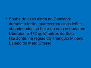 • Soube do caso ainda no Domingo:
durante a tarde, apareceram cinco leões
abandonados na beira de uma estrada em
Uberaba, a 472 quilômetros de Belo
Horizonte, na região do Triângulo Mineiro,
Estado do Mato Grosso.
 