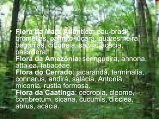 • Flora da Mata Atlântica: pau-brasil,
bromélias, palmito-juçara, quaresmeira,
begônias, citronela, salvia, acácia,
passiflora.
Flora da Amazônia: seringueira, annona,
attalea, fabaceae.
Flora do Cerrado: jacarandá, terminalia,
connarus, andirá, salácia, Antonia,
miconia, rustia formosa.
Flora da Caatinga: cecropia, cleome,
combretum, sicana, cucumis, dioclea,
abrus, acácia.
 