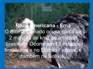 Rhea americana - Ema
O Bioma Cerrado ocupa cerca de
2 milhões de km2 do território
brasileiro. Ocorre em 13 estados
brasileiros e no Distrito Federal, e
também na Bolívia.
 