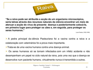 Higiene e Sanidade Animal 1 - Enfermagem Veterinária “ Se a raiva pode ser atribuída a acção de um organismo microscópico, seria talvez através dos recursos naturais da ciência encontrar um meio de atenuar a acção do vírus da presente  doença e posteriormente colocá-la, em primeiro lugar para proteger os cães e, em seguida, para proteger os seres humanos.” Louis Pasteur (1822-1895)   A pedra principal da ciência Pasteuriana foi a vacina contra a raiva e a colaboração com veterinários foi a prova mais importante. Trata-se de uma vacina humana contra uma doença animal. Os seres humanos só se tornam infectados com um infeliz acidente e não desempenham um papel no ciclo natural da raiva, pois uma vez que o doença se desenvolve num paciente humano, virtualmente nunca é transmitida a outros.  