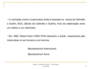 Higiene e Sanidade Animal 1 - Enfermagem Veterinária A vacinação contra a tuberculose ainda é baseada na  vacina de Calmette e Guérin, BCG, (Bacilo de Calmette e Guérin), fruto da colaboração entre um médico e um veterinário. Em 1882, Robert Koch (1843-1910) descobriu o bacilo  responsável pela tuberculose no ser humano e em bovinos.  Mycobacterium tuberculosis Mycobacterium bovis 