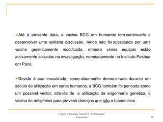 Higiene e Sanidade Animal 1 - Enfermagem Veterinária Até a presente data, a vacina BCG em humanos tem continuado a desenvolver uma solitária discussão. Ainda não foi substituída por uma vacina geneticamente modificada, embora várias equipas estão activamente aliciadas na investigação, nomeadamente no Instituto Pasteur em Paris. Devido à sua inocuidade, como claramente demonstrado durante um século de utilização em seres humanos, a BCG também foi pensada como um possível vector, através de  a utilização da engenharia genética, a vacina de antigénios para prevenir doenças que  não  a tuberculose. 