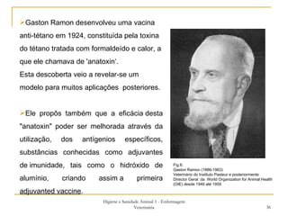 Higiene e Sanidade Animal 1 - Enfermagem Veterinária Fig.6: Gaston Ramon (1886-1963) Veterinário do Instituto Pasteur e posteriormente  Director Geral  da  World Organization for Animal Health  (OIE) desde 1949 até 1959 Gaston Ramon desenvolveu uma vacina anti-tétano em 1924, constituída pela toxina do tétano tratada com formaldeído e calor, a que ele chamava de 'anatoxin‘. Esta descoberta veio a revelar-se um modelo para muitos aplicações  posteriores. Ele propôs também que a eficácia desta "anatoxin" poder ser melhorada através da utilização, dos antígenios específicos, substâncias conhecidas como adjuvantes de imunidade, tais como o hidróxido de alumínio, criando assim a primeira  adjuvanted vaccine .  