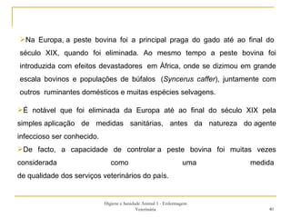 Higiene e Sanidade Animal 1 - Enfermagem Veterinária Na Europa, a peste bovina foi a principal praga do gado até ao final do  século XIX, quando foi eliminada. Ao mesmo tempo a peste bovina foi introduzida com efeitos devastadores  em África, onde se dizimou em grande escala bovinos e populações de búfalos  ( Syncerus caffer ), juntamente com outros  ruminantes domésticos e muitas espécies selvagens. É notável que foi eliminada da Europa até ao final do século XIX pela simples aplicação de medidas sanitárias, antes da natureza do agente infeccioso ser conhecido. De facto, a capacidade de controlar a peste bovina foi muitas vezes considerada como uma medida  de qualidade dos serviços veterinários do país. 