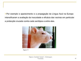 Higiene e Sanidade Animal 1 - Enfermagem Veterinária Por exemplo o aparecimento e a propagação da Língua Azul na Europa  intensificaram a avaliação da inocuidade e eficácia das vacinas em particular a protecção cruzada contra cada serótipos e entre eles.  Figura nº 7 