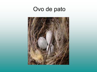 Ovo de pato
 