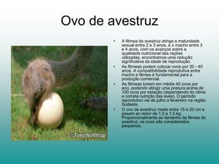Ovo de avestruz
        •   A fêmea do avestruz atinge a maturidade
            sexual entre 2 e 3 anos, e o macho entre 3
            e 4 anos, com os avanços sobre a
            qualidade nutricional das rações
            utilizadas, encontramos uma redução
            significativa da idade de reprodução.
        •   As fêmeas podem colocar ovos por 30 - 40
            anos. A compatibilidade reprodutiva entre
            macho e fêmea é fundamental para a
            produção comercial.
        •   As fêmeas botam em média 40 ovos por
            ano, podendo atingir uma postura acima de
            100 ovos por estação (dependendo do clima
            e correta nutrição das aves). O período
            reprodutivo vai de julho a fevereiro na região
            Sudeste.
        •   O ovo de avestruz mede entre 15 e 20 cm e
            pesam ao redor de 1,0 a 1,5 kg.
            Proporcionalmente ao tamanho da fêmea do
            avestruz, os ovos são considerados
            pequenos.
 