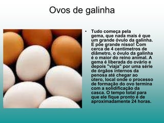 Ovos de galinha

        • Tudo começa pela
          gema, que nada mais é que
          um grande óvulo da galinha.
          E põe grande nisso! Com
          cerca de 4 centímetros de
          diâmetro, o óvulo da galinha
          é o maior do reino animal. A
          gema é liberada do ovário e
          depois "viaja" por uma série
          de órgãos internos da
          penosa até chegar ao
          útero, local onde o processo
          de formação do ovo termina
          com a solidificação da
          casca. O tempo total para
          que ele fique pronto é de
          aproximadamente 24 horas.
 