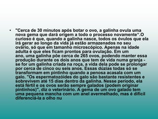 • "Cerca de 30 minutos após botar o ovo, a galinha ovula uma
  nova gema que dará origem a todo o processo novamente“.O
  curioso é que, quando a galinha nasce, todos os óvulos que ela
  irá gerar ao longo da vida já estão armazenados no seu
  ovário, só que em tamanho microscópico. Apenas na idade
  adulta é que eles ficam prontos para ovulação. Em um
  ano, uma galinha põe cerca de 265 ovos, podendo manter essa
  produção durante os dois anos que tem de vida numa granja -
  se for um galinha criada na roça, a vida dela pode se prolongar
  por cerca de cinco ou seis anos. Essas dúzias todas só se
  transformam em pintinho quando a penosa acasala com um
  galo. "Os espermatozóides do galo são bastante resistentes e
  sobrevivem até 15 dias dentro da galinha. Nesse período, ela
  está fértil e os ovos serão sempre galados (podem originar
  pintinhos)", diz o veterinário. A gema de um ovo galado tem
  uma pequena mancha com um anel avermelhado, mas é difícil
  diferenciá-la a olho nu
 