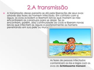  A transmissão desse parasita se dá pela liberação de seus ovos
através das fezes do homem infectado. Em contato com a
água, os ovos eclodem e libertam larvas que morrem se não
encontrarem os caramujos para se alojar. Se os
encontram, porém, dão continuidade ao ciclo e liberam novas
larvas que infectam as águas e posteriormente os homens
penetrando em sua pele ou mucosas
As fezes de pessoas infectadas
contaminam os rios e lagos com os
ovos do Schistossoma mansoni.
 